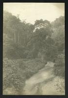 Views (2 photos) "on the Bolivian [railroad?]" (written on verso); one a view of a stream,  the other of a small bridge