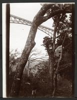 View of bridge between trees