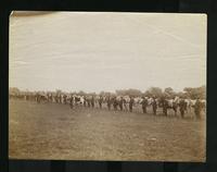 Soldiers standing in a line with their horses