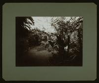 View of a star-sharped garden arrangement.  On verso: "U.S. Legation, San Jose, Cosa Rica.  Central Court (Patio) No. 1.  1904"