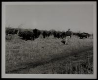 Carbaugh, Donald with Buffaloes