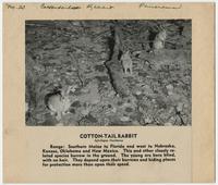 Cottontail rabbit