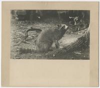 Raccoon