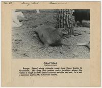 Gray seal