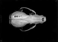 Animal skull
