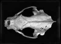 Animal skull