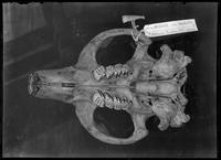 Animal skull