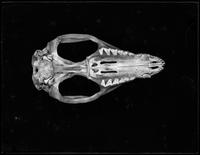 Animal skull