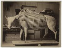 Bison