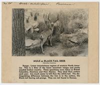Mule deer