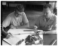 Examining specimens