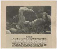 Fisher
