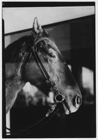 Comanche