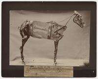 Comanche