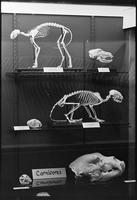 Natural History Museum