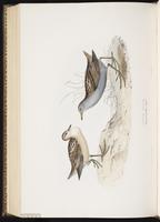 Little Crake plate 345