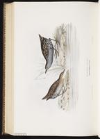 Baillon's Crake plate 344