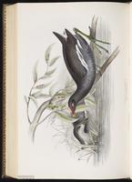 Common Moorhen, Gallineta frente roja, gallinule poule-d'eau plate 342