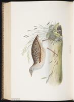 Corn Crake plate 341