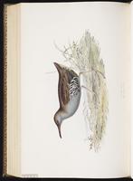 Water Rail plate 339