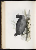 Eurasian Coot plate 338