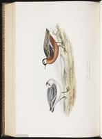 Red-necked Phalarope, Falaropo cuello rojo, Phalarope à bec étroit plate 337