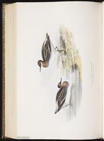 Red-necked Phalarope, Falaropo cuello rojo, Phalarope à bec étroit plate 336