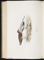 Sanderling, Bécasseau sanderling, Playero blanc plate 335