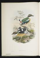 Pitta bengalensis plate 1