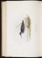 Purple Sandpiper, Bécasseau violet plate 334