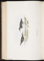 Temminck's Stint, Bécasseau de Temminck plate 333