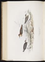 Little Stint, Bécasseau minute plate 332