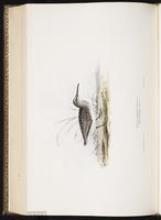 Broad-billed Sandpiper, Bécasseau falcinelle plate 331