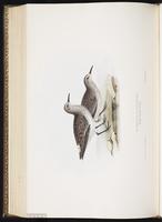 White-rumped Sandpiper, Bécasseau à croupion blanc, Playero rabadilla blanca plate 330