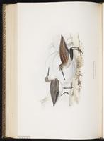 Dunlin, Bécasseau variable, Playero dorso rojo plate 329