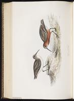 Curlew Sandpiper, Bécasseau cocorli plate 328