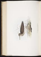 Pectoral Sandpiper, Bécasseau à poitrine cendrée, Playero pectoral plate 327