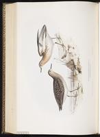 Buff-breasted Sandpiper, Bécasseau roussâtre, Playero leonado plate 326