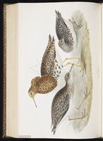 Ruff, combatant varié, Combattant varié plate 325