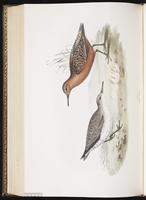Red Knot, Bécasseau maubèche, Playero canuto plate 324