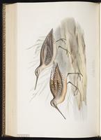 Short-billed Dowitcher, Bécassin roux, Costurero pico corto plate 323