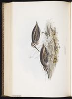 Jack Snipe, Bécassine sourde plate 322