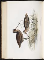 Sabine's snipe plate 321