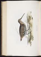 Great Snipe plate 320