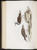 Ruddy Turnstone, Tournepierre à collier, Vuelvepiedras rojizo plate 318