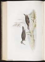 Spotted Sandpiper, Chevalier grivelé plate 317