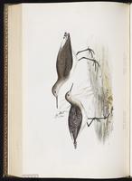 Green Sandpiper, Chevalier cul-blanc plate 315