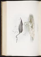 Marsh Sandpiper, Chevalier stagnatile plate 314