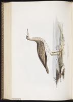 Upland Sandpiper, Maubèche des champs, Zarapito ganga plate 313