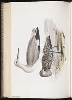 Willet, Chevalier semipalmé plate 311